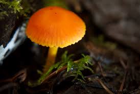 Attēlu rezultāti vaicājumam “Hygrocybe sp.”