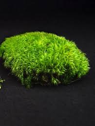 Attēlu rezultāti vaicājumam “Acrocarpous mosses”