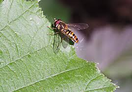 Attēlu rezultāti vaicājumam “Episyrphus balteatus”