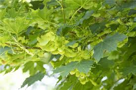 Attēlu rezultāti vaicājumam “Acer platanoides”
