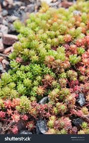 Image result for Sedum acre