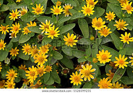Image result for Sanvitalia procumbens