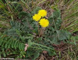 Attēlu rezultāti vaicājumam “Taraxacum suecicum”