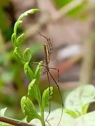 Attēlu rezultāti vaicājumam “Tetragnatha montana”