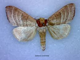 Attēlu rezultāti vaicājumam “Notodontidae”