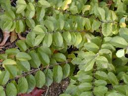 Attēlu rezultāti vaicājumam “Lonicera xylosteum leaf”