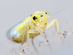 Attēlu rezultāti vaicājumam “Macrosteles nymph”