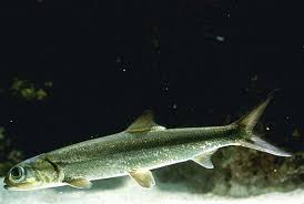 Image result for Elops saurus