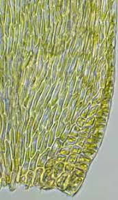 Attēlu rezultāti vaicājumam “Hypnum pallescens sporophyte”