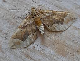 Attēlu rezultāti vaicājumam “Pelurga comitata”