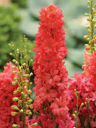 Image result for Delphinium