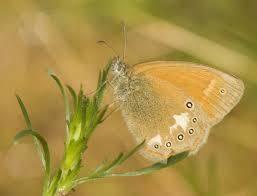 Attēlu rezultāti vaicājumam “Coenonympha glycerion”