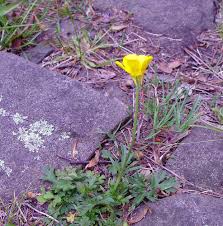 Attēlu rezultāti vaicājumam “Ranunculus bulbosus flower”