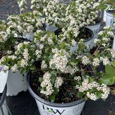 Attēlu rezultāti vaicājumam “Aronia melanocarpa flower”