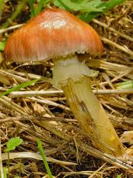 Attēlu rezultāti vaicājumam “Cribraria martinii macro”