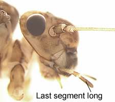 Attēlu rezultāti vaicājumam “Metylophorus nebulosus”