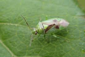 Attēlu rezultāti vaicājumam “Orthops campestris”