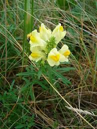 Attēlu rezultāti vaicājumam “Linaria vulgaris fruit”