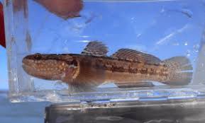 Image result for Parophrys vetulus