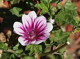 Image result for Malva sylvestris 'Zebrina'