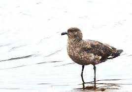 Image result for Stercorarius skua
