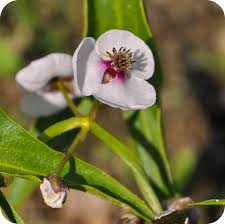 Attēlu rezultāti vaicājumam “Sagittaria sagittifolia flower”