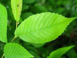 Attēlu rezultāti vaicājumam “Ulmus x hollandica”