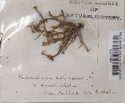 Attēlu rezultāti vaicājumam “Ramalina calicaris”