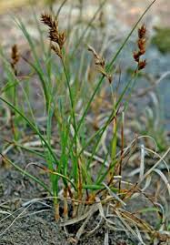 Attēlu rezultāti vaicājumam “Carex arenaria  flower”
