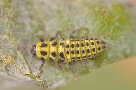 Attēlu rezultāti vaicājumam “Psyllobora vigintiduopunctata”