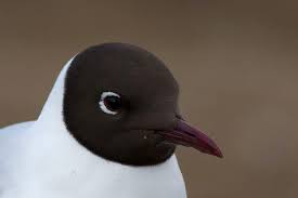 Attēlu rezultāti vaicājumam “Larus ridibundus”