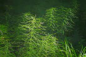 Attēlu rezultāti vaicājumam “Equisetum pratense”