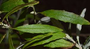 Attēlu rezultāti vaicājumam “Symphyotrichum x salignum leaf”