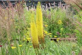 Image result for Steppenkerze