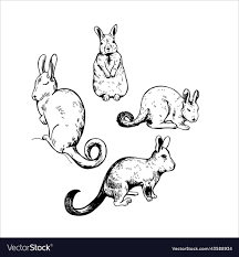 Image result for viscacha