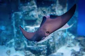 Image result for Rhinoptera bonasus