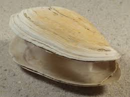 Attēlu rezultāti vaicājumam “Mya arenaria”