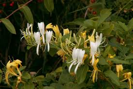 Attēlu rezultāti vaicājumam “Caprifoliaceae”