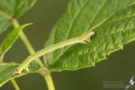 Attēlu rezultāti vaicājumam “Mesoleuca albicillata”