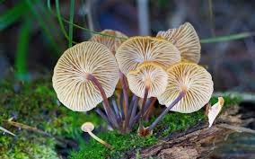 Attēlu rezultāti vaicājumam “Xeromphalina campanella”