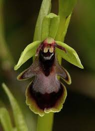 Attēlu rezultāti vaicājumam “Ophrys insectifera”