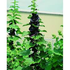 Image result for Alcea rosea nigra