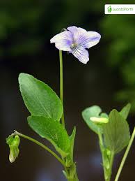 Attēlu rezultāti vaicājumam “Viola canina flower”