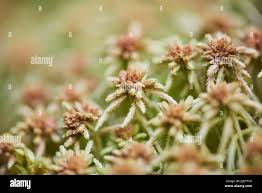 Attēlu rezultāti vaicājumam “Sphagnum fallax”