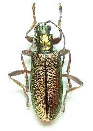 Attēlu rezultāti vaicājumam “Donacia clavipes”