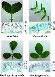 Attēlu rezultāti vaicājumam “Vicia faba leaf”