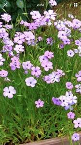 Attēlu rezultāti vaicājumam “Silene viscaria fruit”
