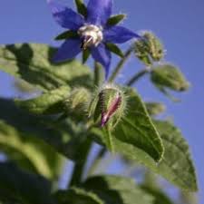 Attēlu rezultāti vaicājumam “Borago officinalis bud”
