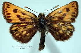 Attēlu rezultāti vaicājumam “Carterocephalus silvicolus”