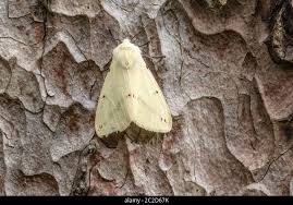 Attēlu rezultāti vaicājumam “Spilosoma lutea”